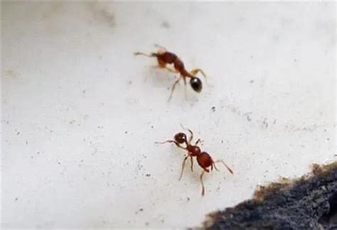 天地人富貴貧 樓層 家裏突然很多螞蟻